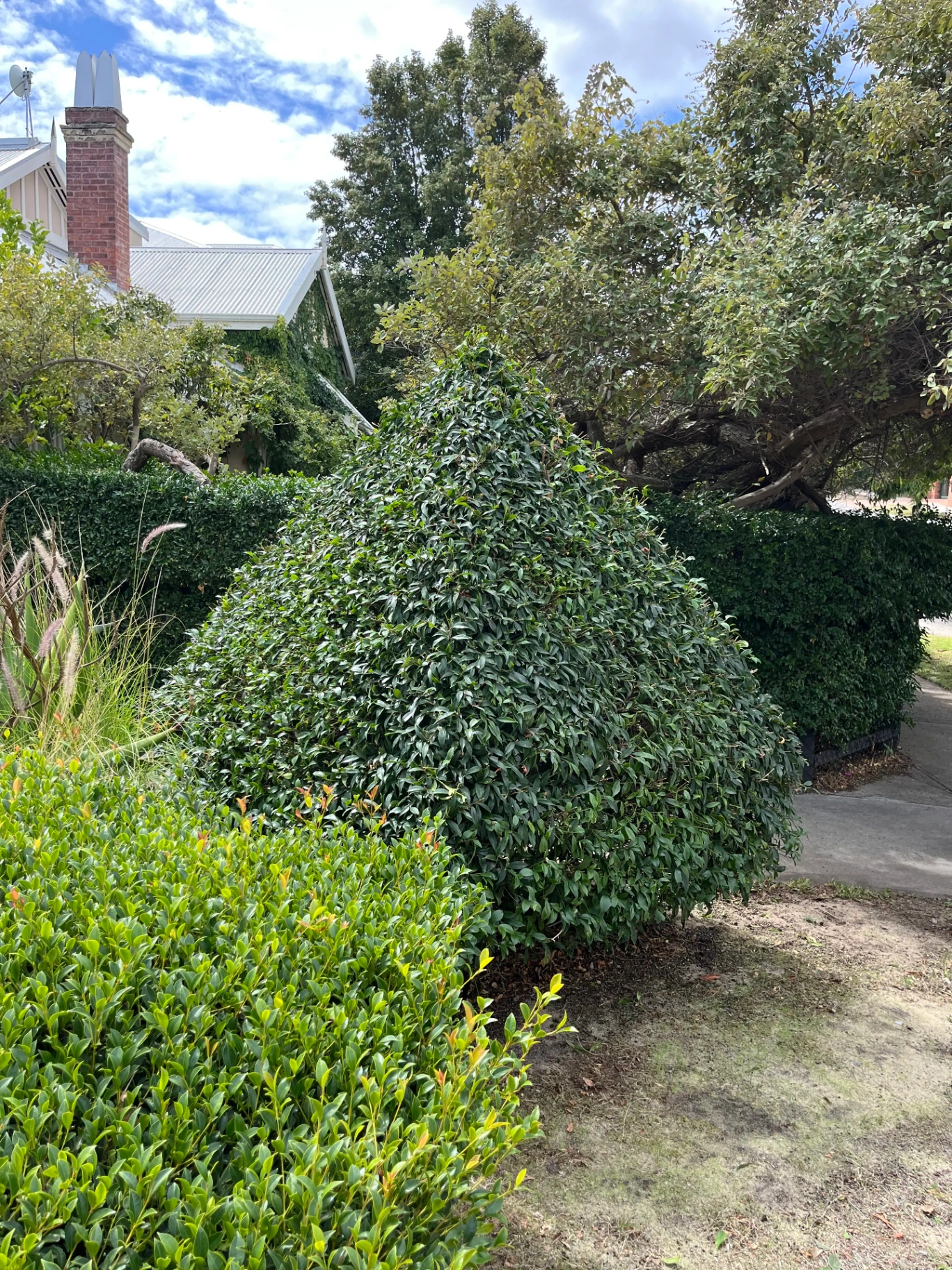 Apex Landscaping project 3
